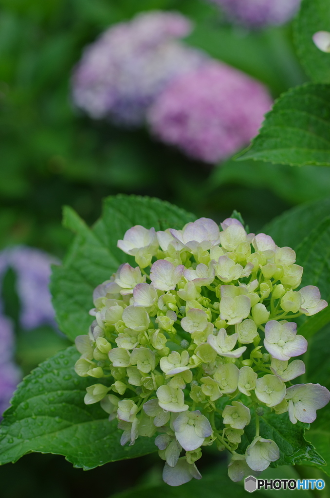 松戸本土寺の紫陽花2017-7