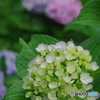 松戸本土寺の紫陽花2017-7