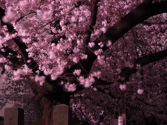 谷中墓地　夜桜
