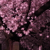 谷中墓地　夜桜