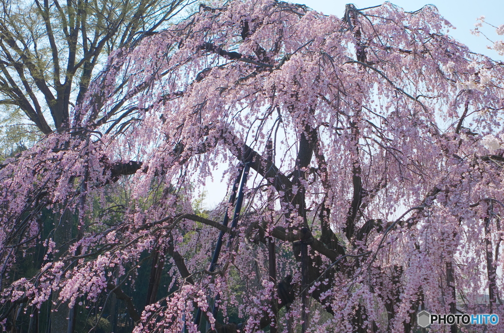 清瀧院の桜2018-1