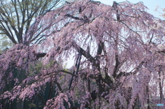 清瀧院の桜2018-1