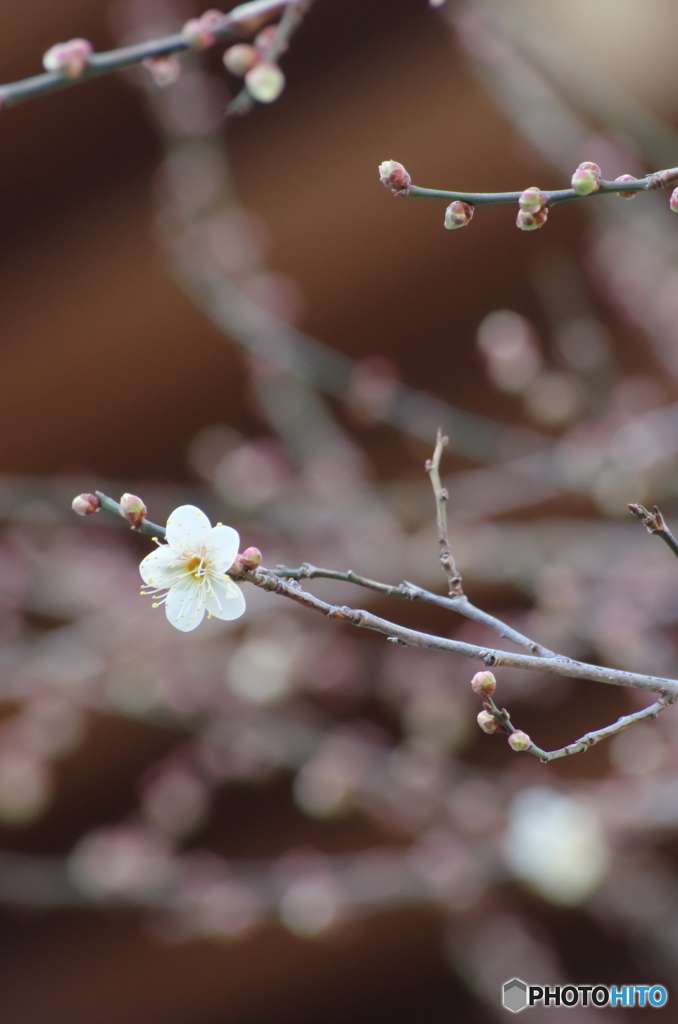 恒例。早咲きの梅