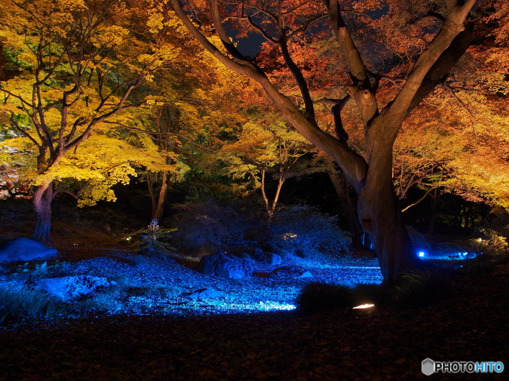 六義園紅葉－４