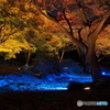 六義園紅葉－４