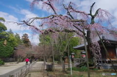 小金東漸寺の枝垂桜2018-2