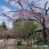 小金東漸寺の枝垂桜2018-2