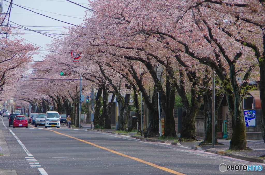 小金原の桜