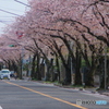 小金原の桜