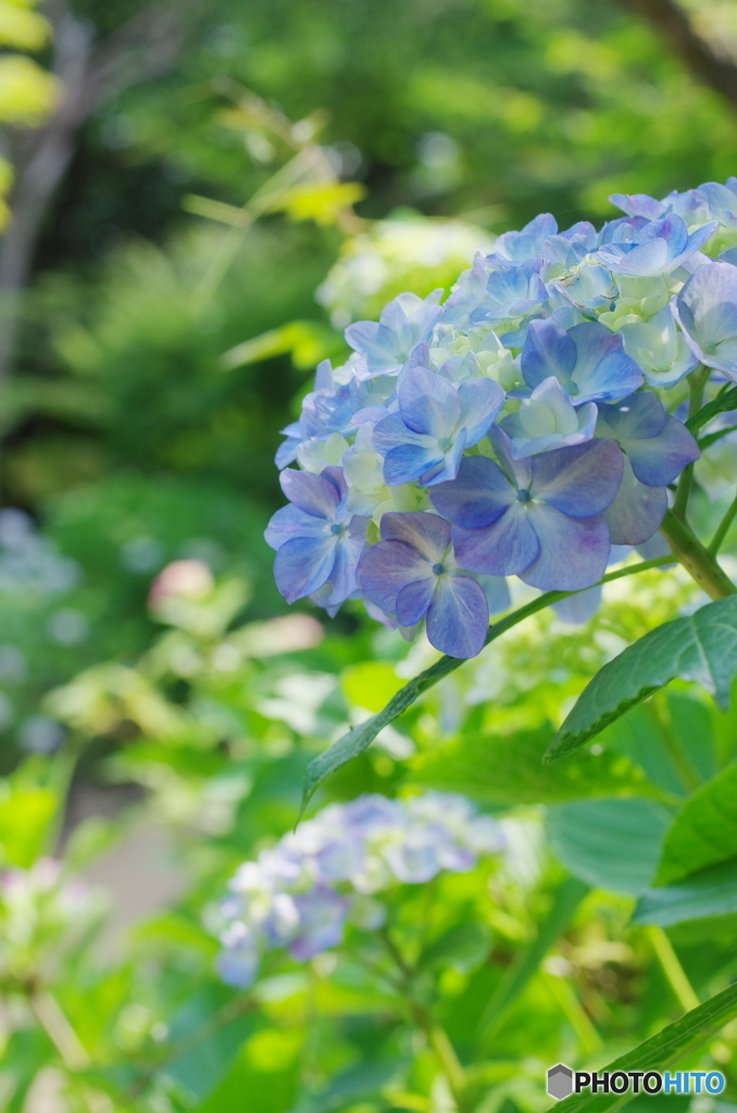 松戸本土寺の紫陽花2017-3