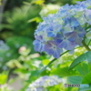 松戸本土寺の紫陽花2017-3