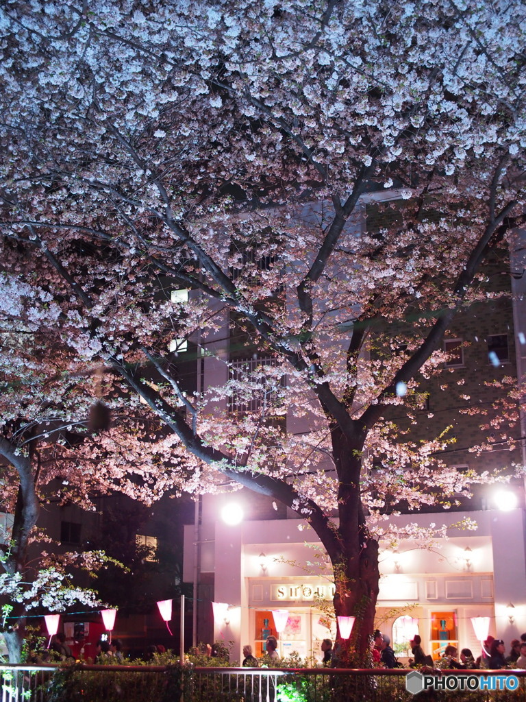 目黒川の桜-3