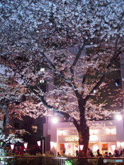 目黒川の桜-3