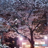 目黒川の桜-3