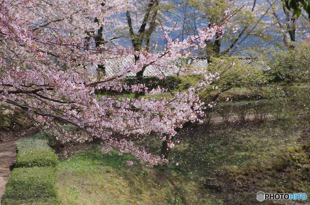 磯部桜川公園－2