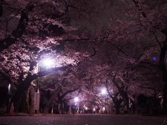 谷中墓地　夜桜