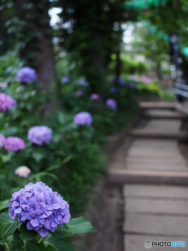 文京白山神社の紫陽花-1