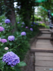 文京白山神社の紫陽花-1