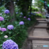文京白山神社の紫陽花-1