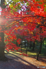 小金東漸寺の紅葉2017-1