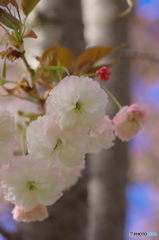 八重桜サトザクラ-2