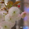 八重桜サトザクラ-2