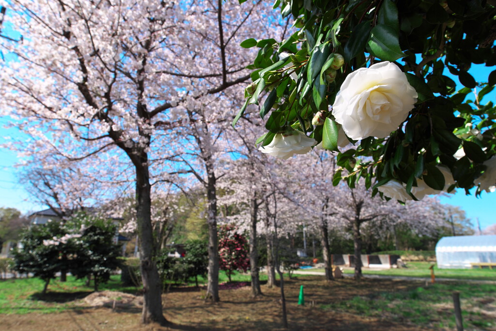 桜と椿