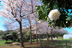 桜と椿