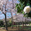 桜と椿