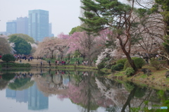 新宿御苑の桜-7