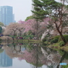 新宿御苑の桜-7