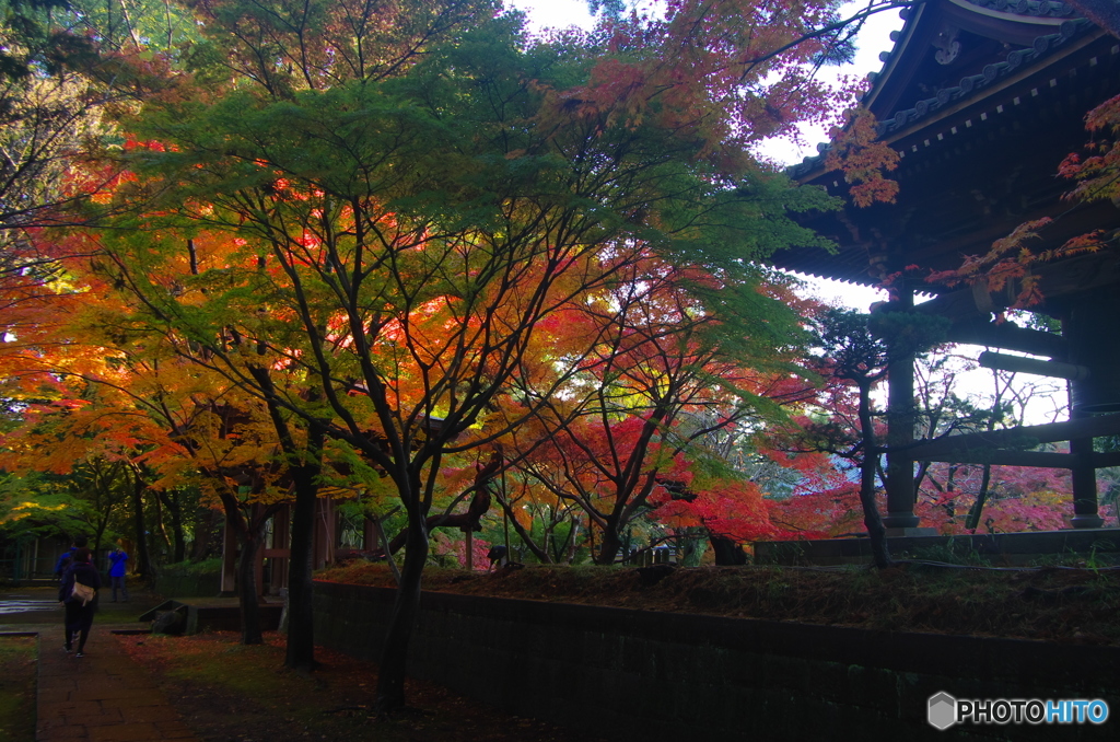 小金東漸寺の紅葉2017-5