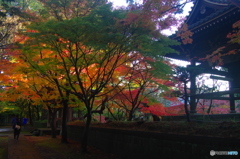 小金東漸寺の紅葉2017-5