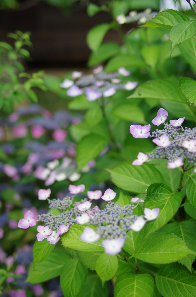 お寺の紫陽花