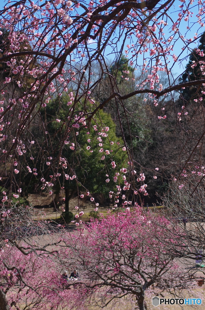 柏市あけぼの山の梅-3