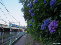 飛鳥山のあじさい-1