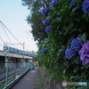 飛鳥山のあじさい-1