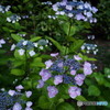 紫陽花2017-1