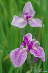 松戸本土寺の花菖蒲2017-5