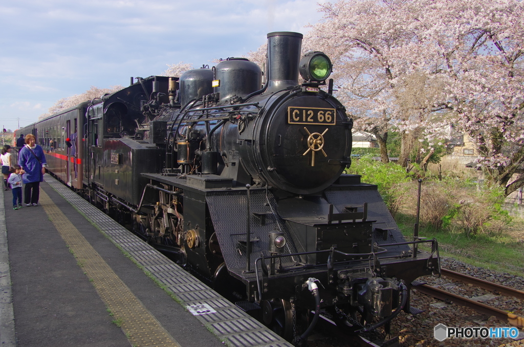 真岡鉄道　久下田駅の桜