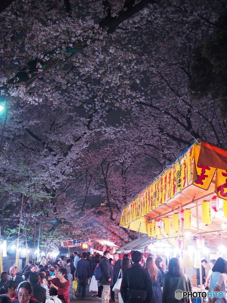 上野公園の桜2018-4