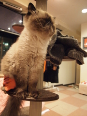 考える猫