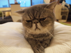 しょぼん