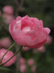 ふんわり