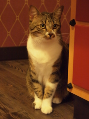 じー