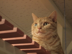 見