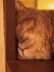 猫カフェ　寝相