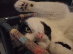バンザイ
