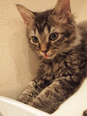 べー