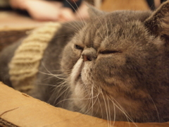 どーん
